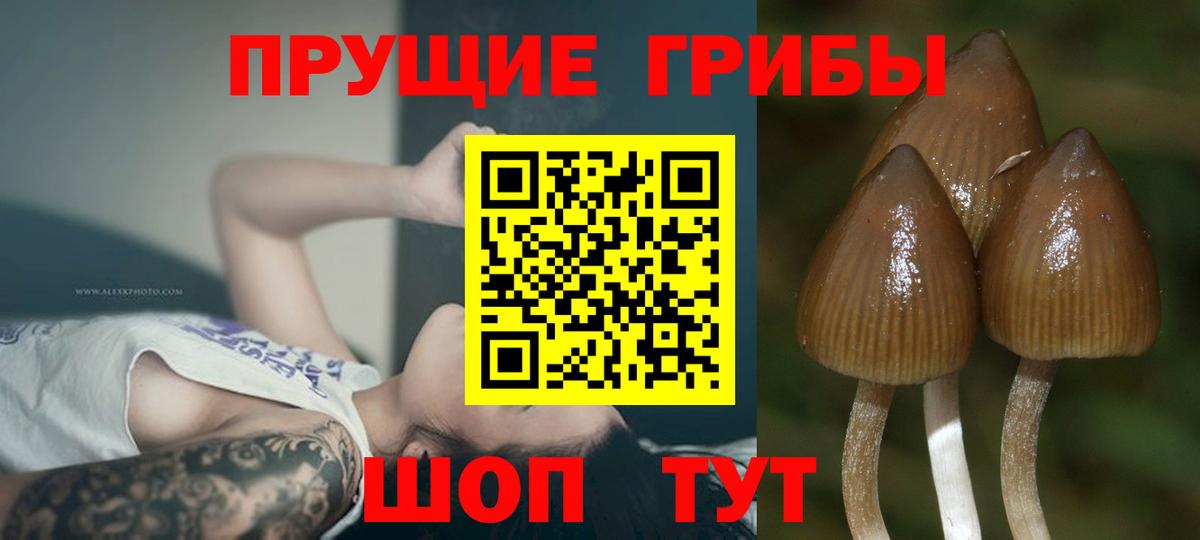 где продают   Вход с VPN  Дивногорск  Псилоцибиновые грибы GOLDEN TEACHER 